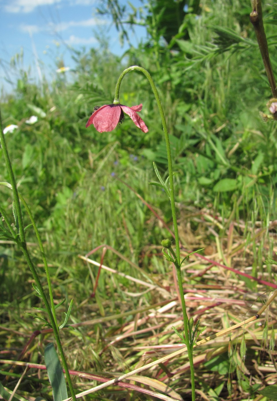 Изображение особи Papaver hybridum.