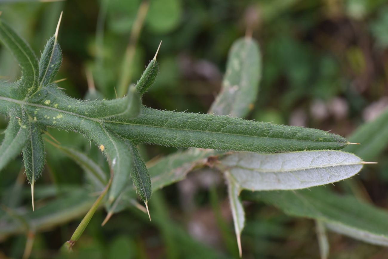 Image of genus Cirsium specimen.