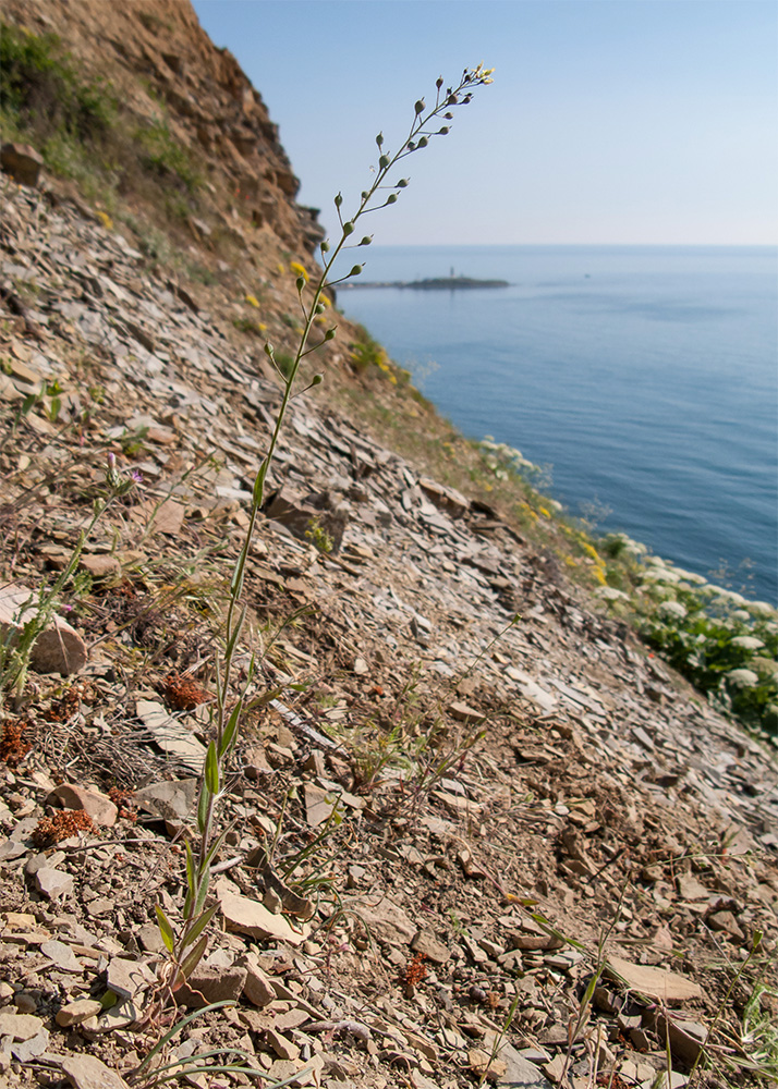 Изображение особи Camelina microcarpa.