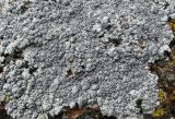 Lecanora rupicola