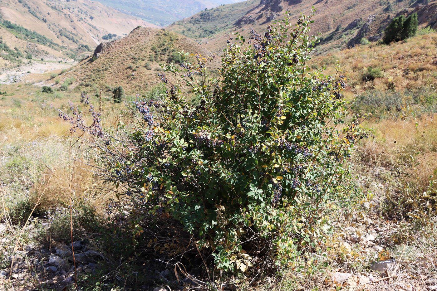 Image of Berberis integerrima specimen.