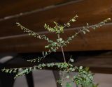 Phyllanthus rotundifolius. Верхушка цветущего и плодоносящего растения. Израиль, Нижняя Галилея, г. Верхний Назарет, ботанический сад. 27.11.2021.