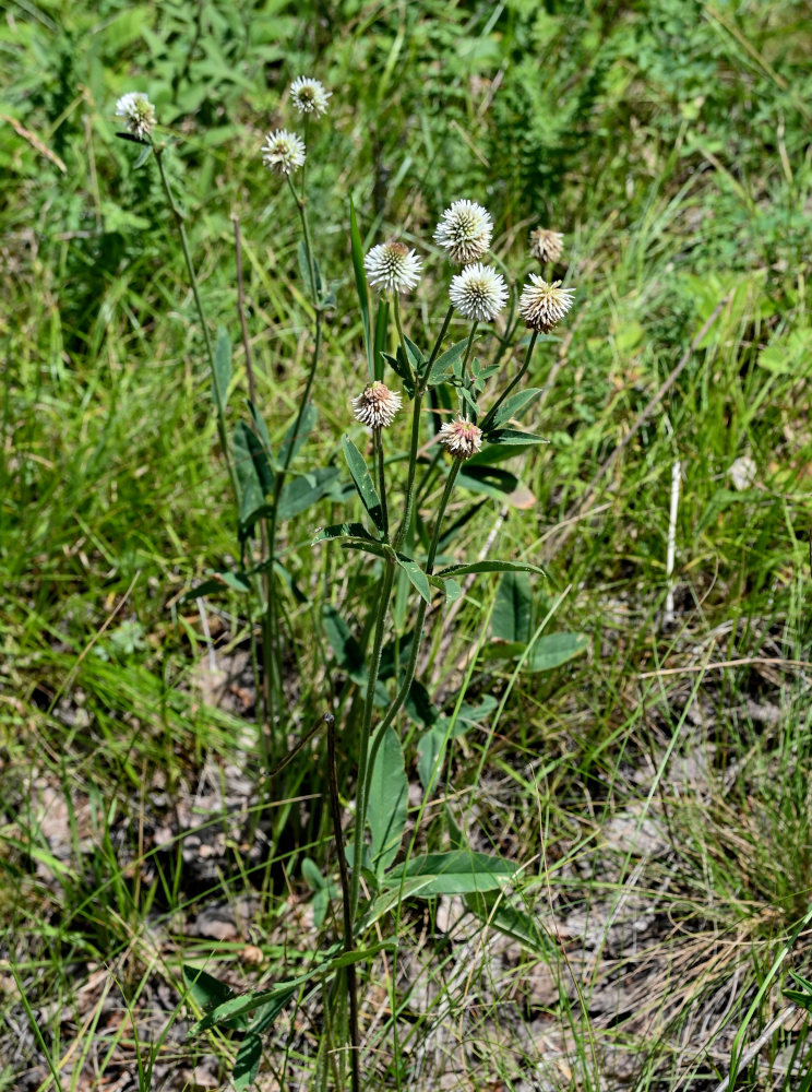 Изображение особи Trifolium montanum.