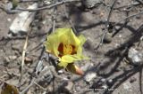 Gossypium hirsutum