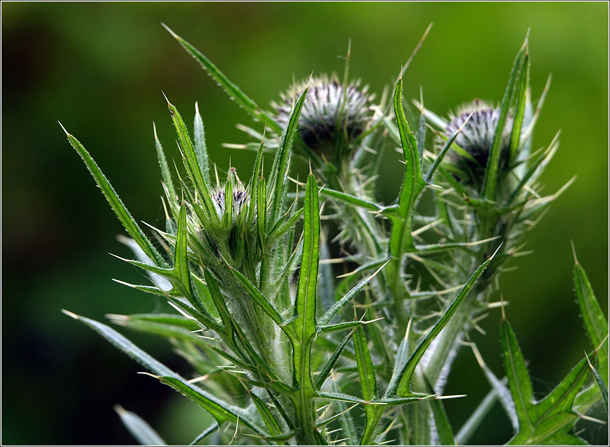 Изображение особи Cirsium vulgare.