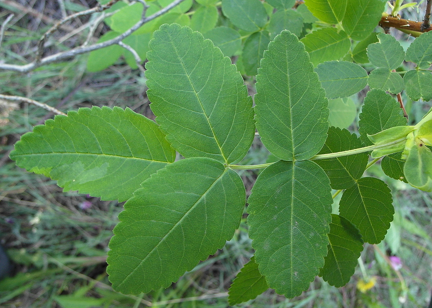 Image of genus Rosa specimen.