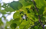 Actinidia kolomikta. Побег с плодами. Курильские о-ва, о-в Кунашир, вулкан Менделеева, ≈ 400 м н.у.м., смешанный лес. 21.08.2022.