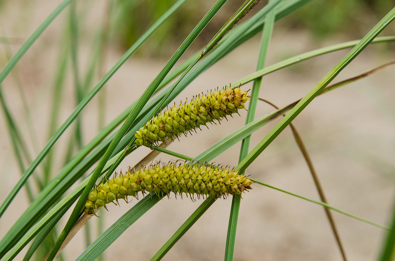 Изображение особи Carex rostrata.