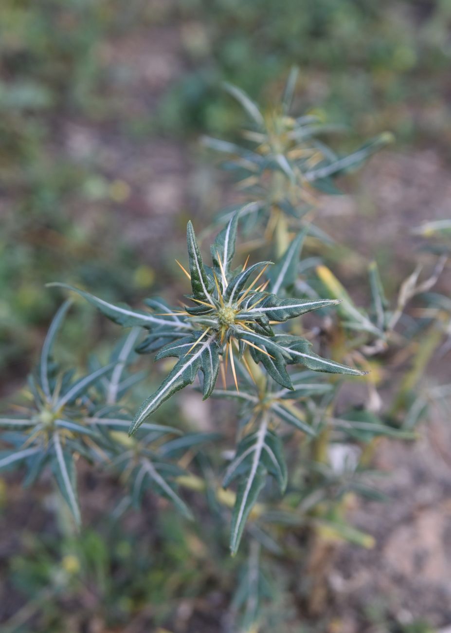 Image of Xanthium spinosum specimen.