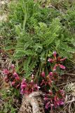 Astragalus suprapilosus. Цветущее растение. Юго-восточный Крым, приморские склоны г. Эчки-Даг. 6 апреля 2008 г.