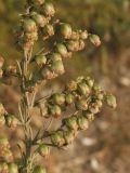 Artemisia scoparia