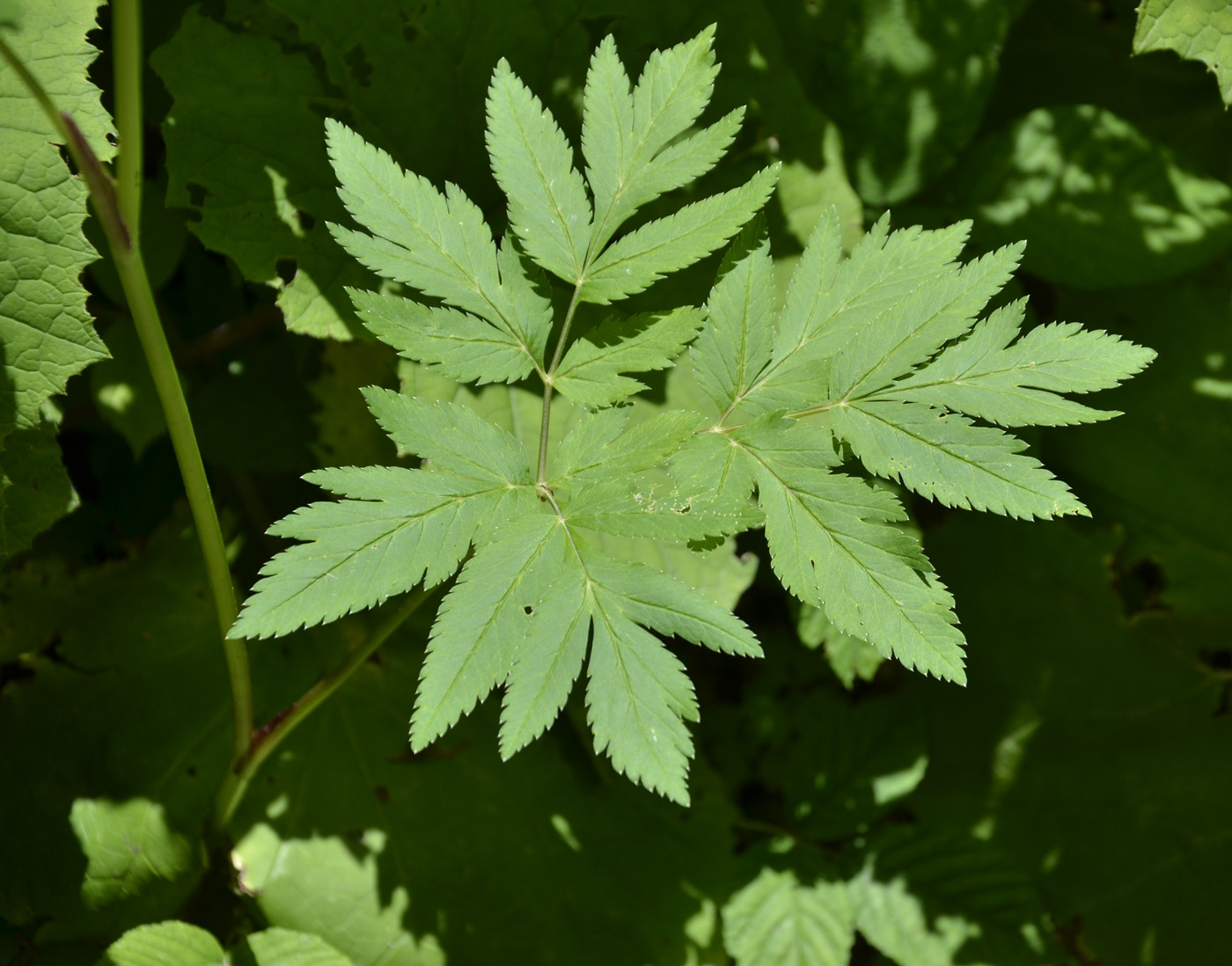 Image of Macrosciadium physospermifolium specimen.