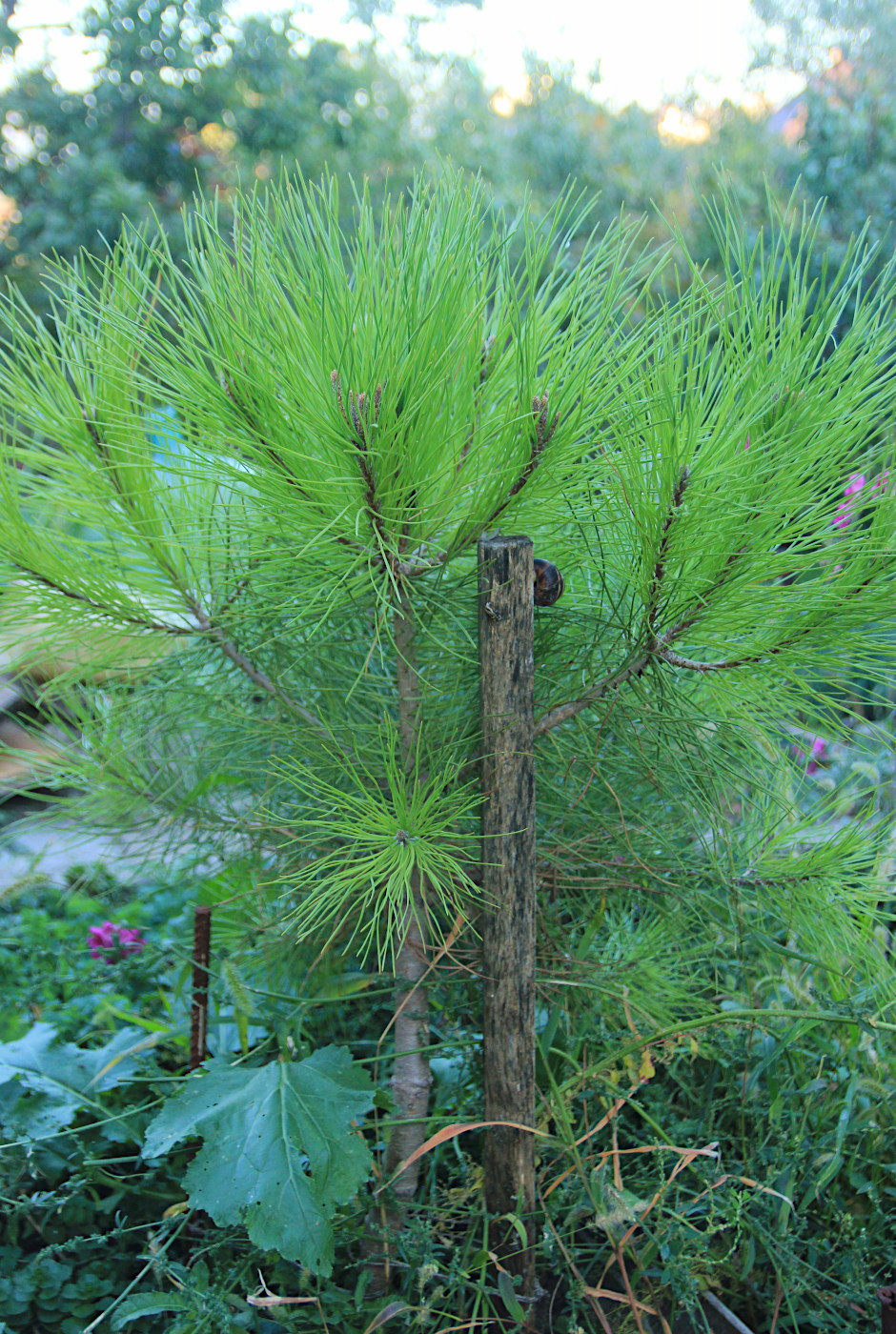 Image of Pinus pinea specimen.