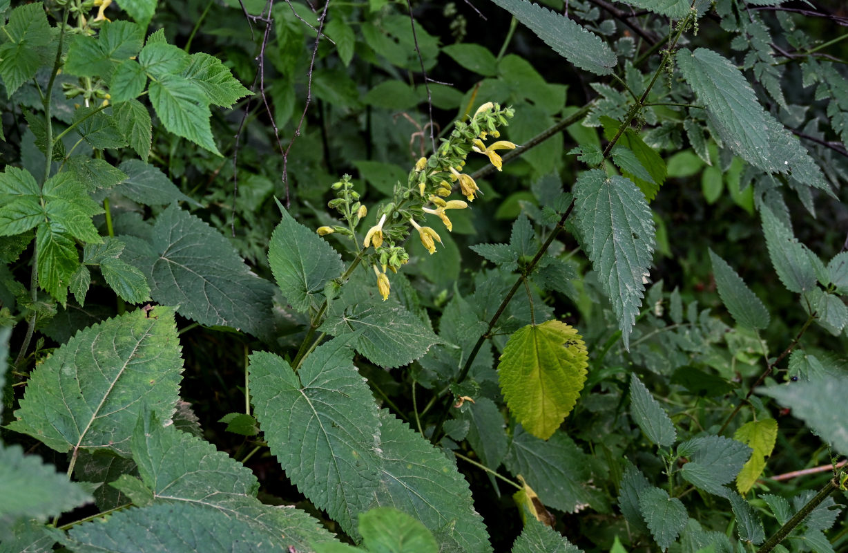 Изображение особи Salvia glutinosa.