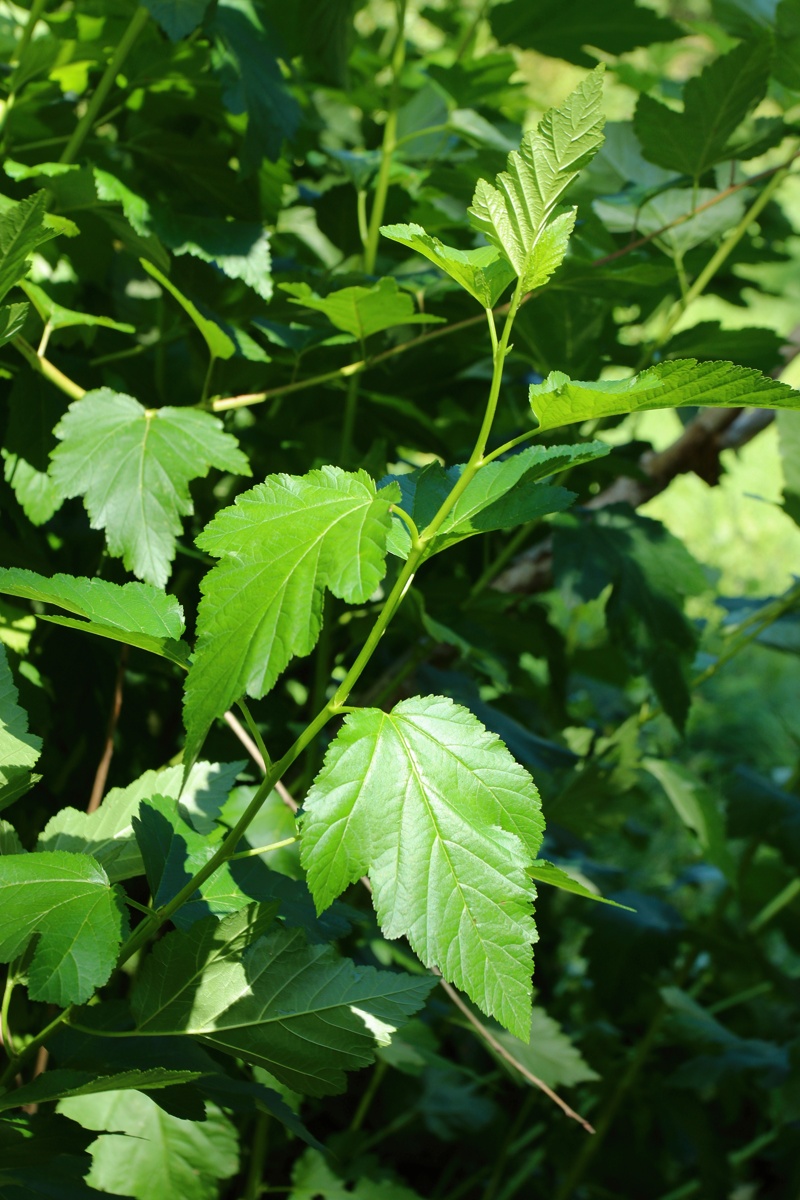 Изображение особи Physocarpus opulifolius.