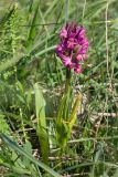 Dactylorhiza romana подвид georgica. Цветущее растение. Краснодарский край, м/о г. Новороссийск, вершина 429, остепнённый луг. 10.04.2024.