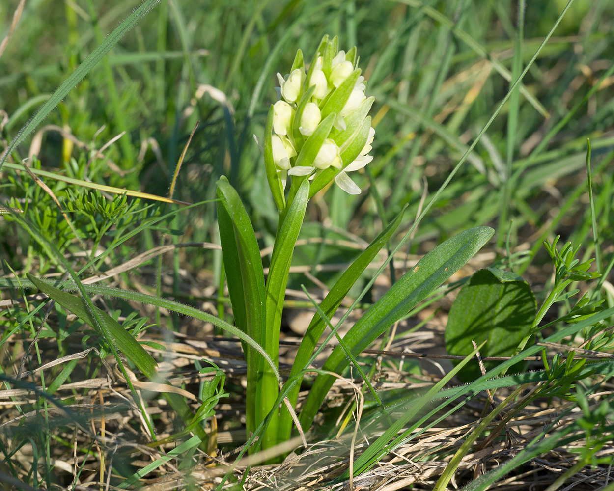 Изображение особи Dactylorhiza romana ssp. georgica.