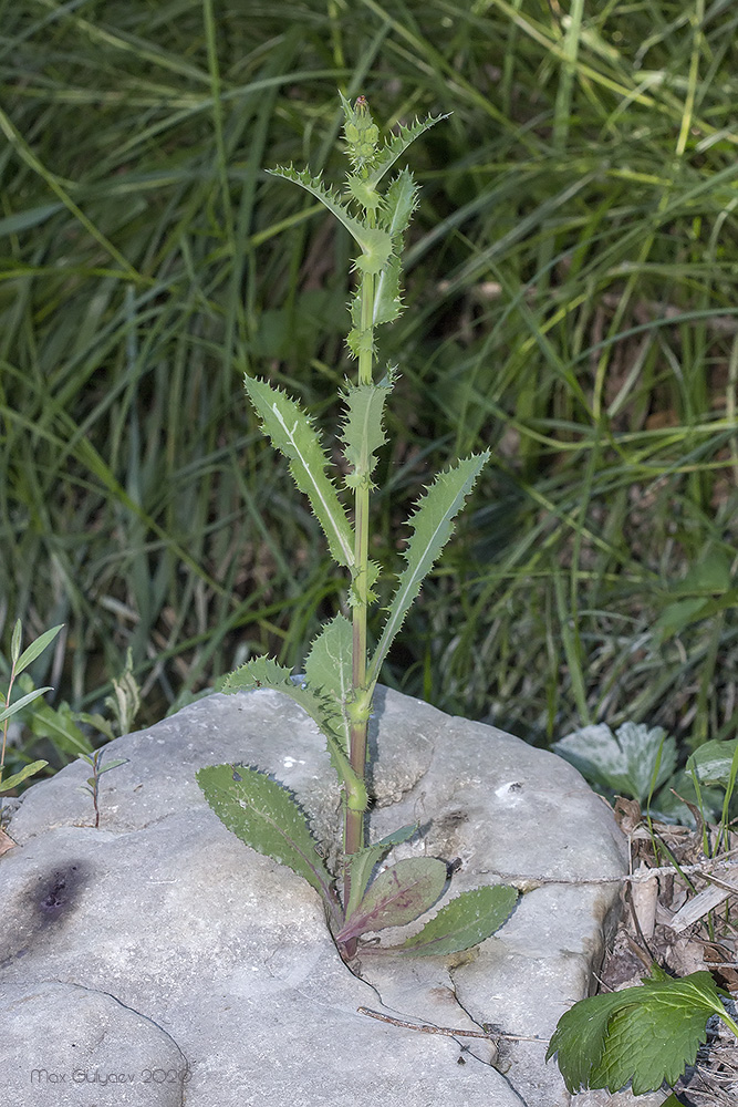 Image of Sonchus asper specimen.