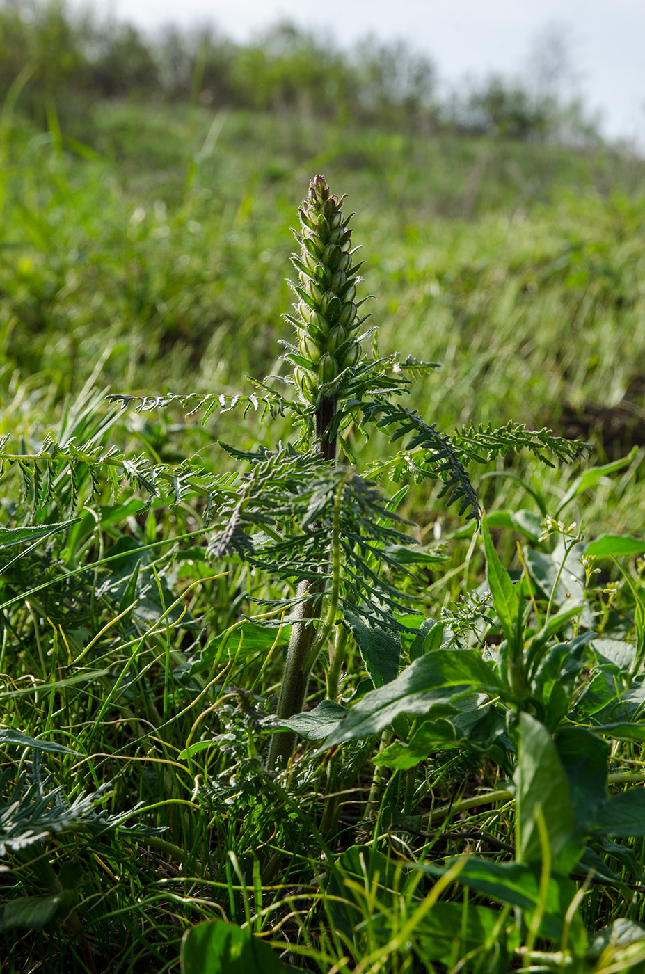 Image of genus Pedicularis specimen.