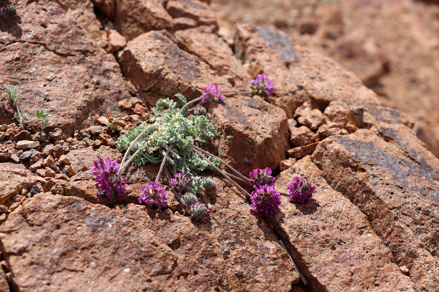 Изображение особи Oxytropis microsphaera.