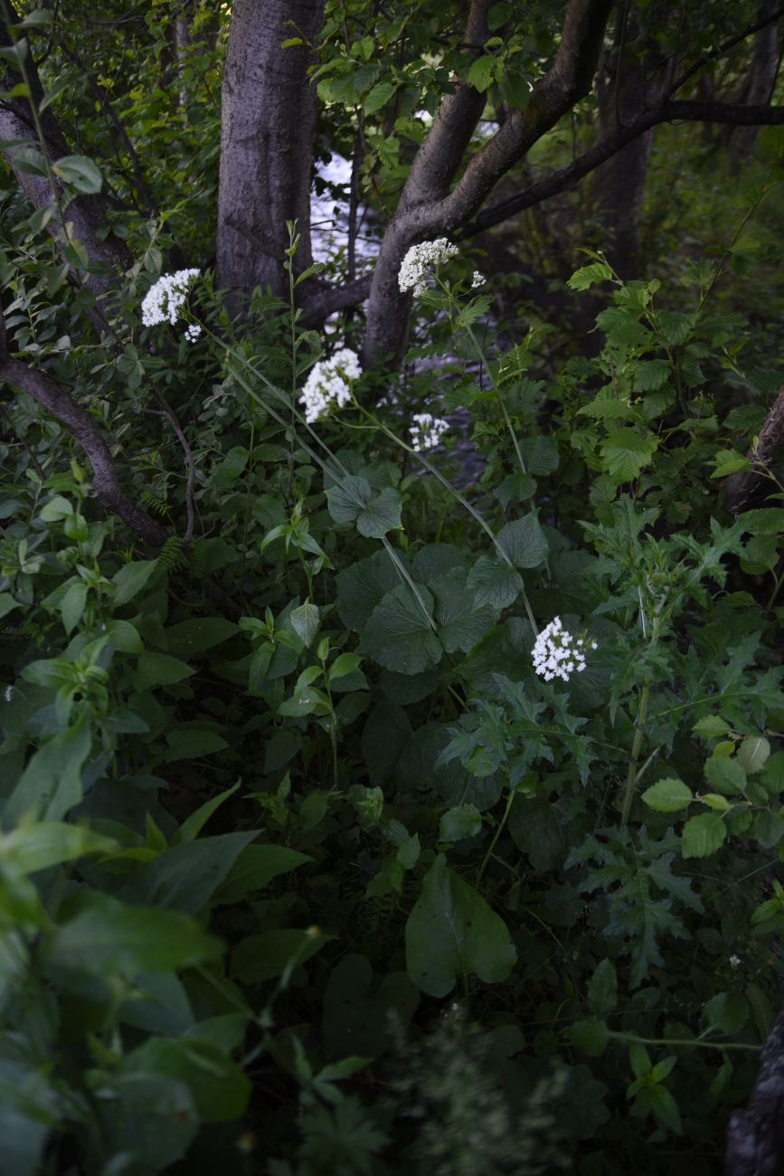 Изображение особи Valeriana alliariifolia.