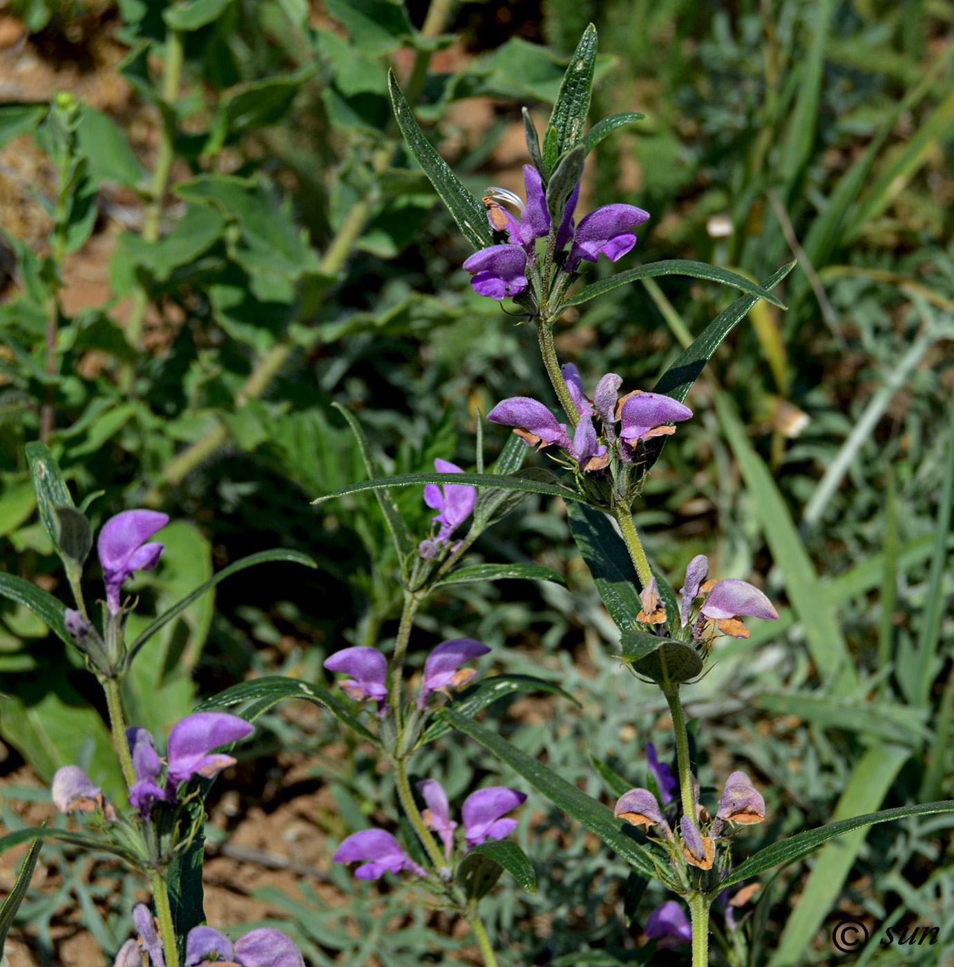 Image of Phlomis pungens specimen.