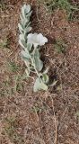 Convolvulus persicus