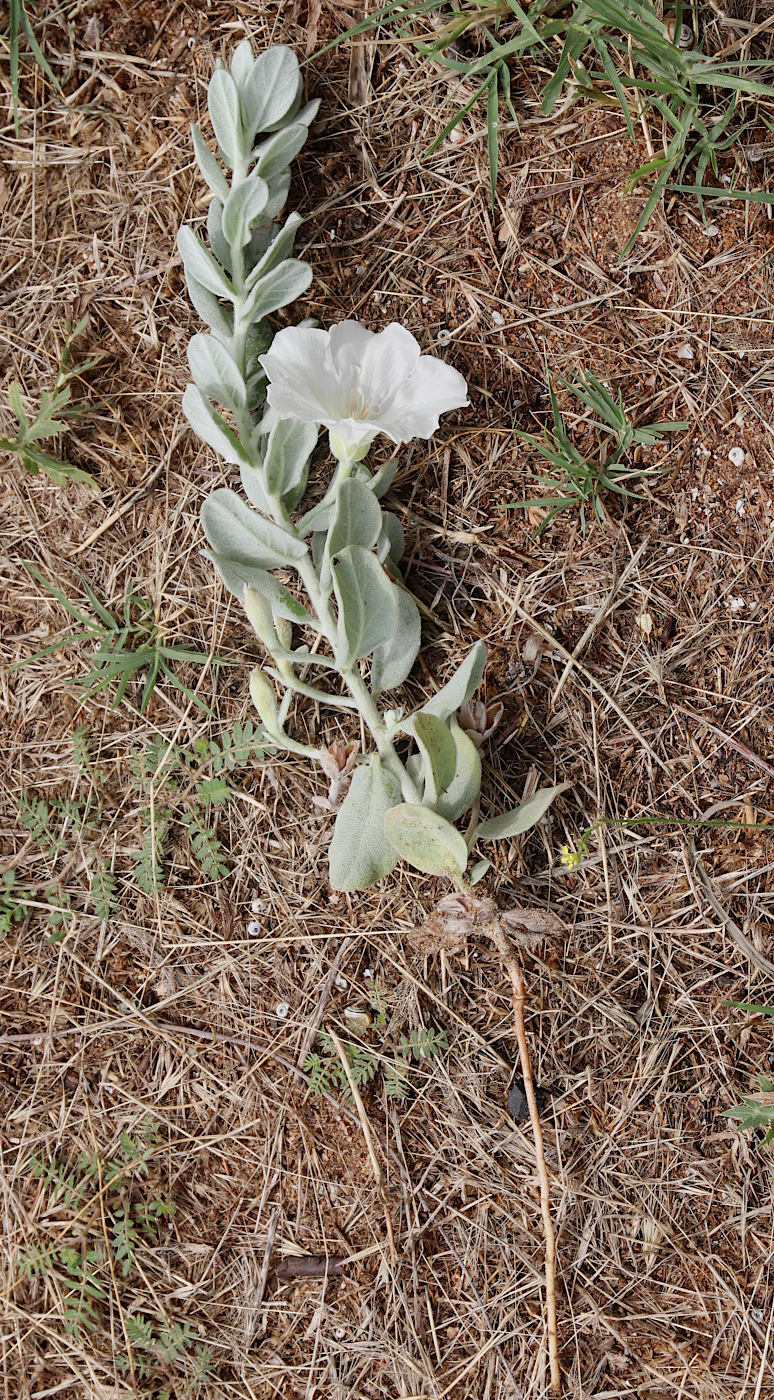 Image of Convolvulus persicus specimen.