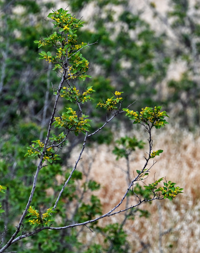 Image of Paliurus spina-christi specimen.