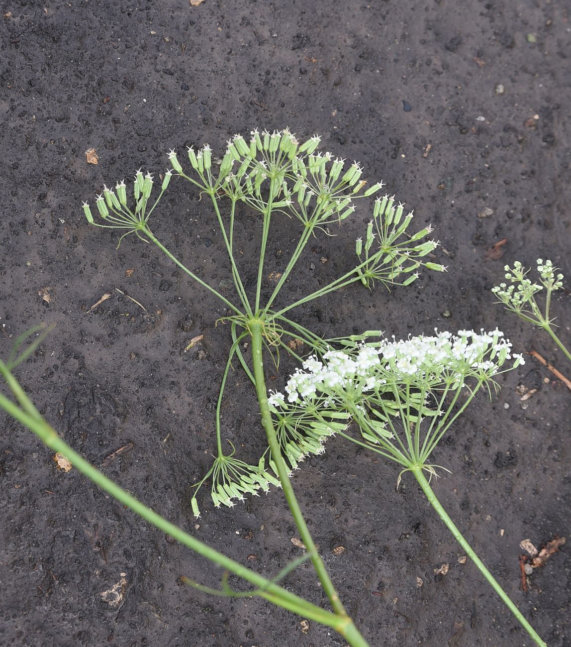 Изображение особи Falcaria vulgaris.