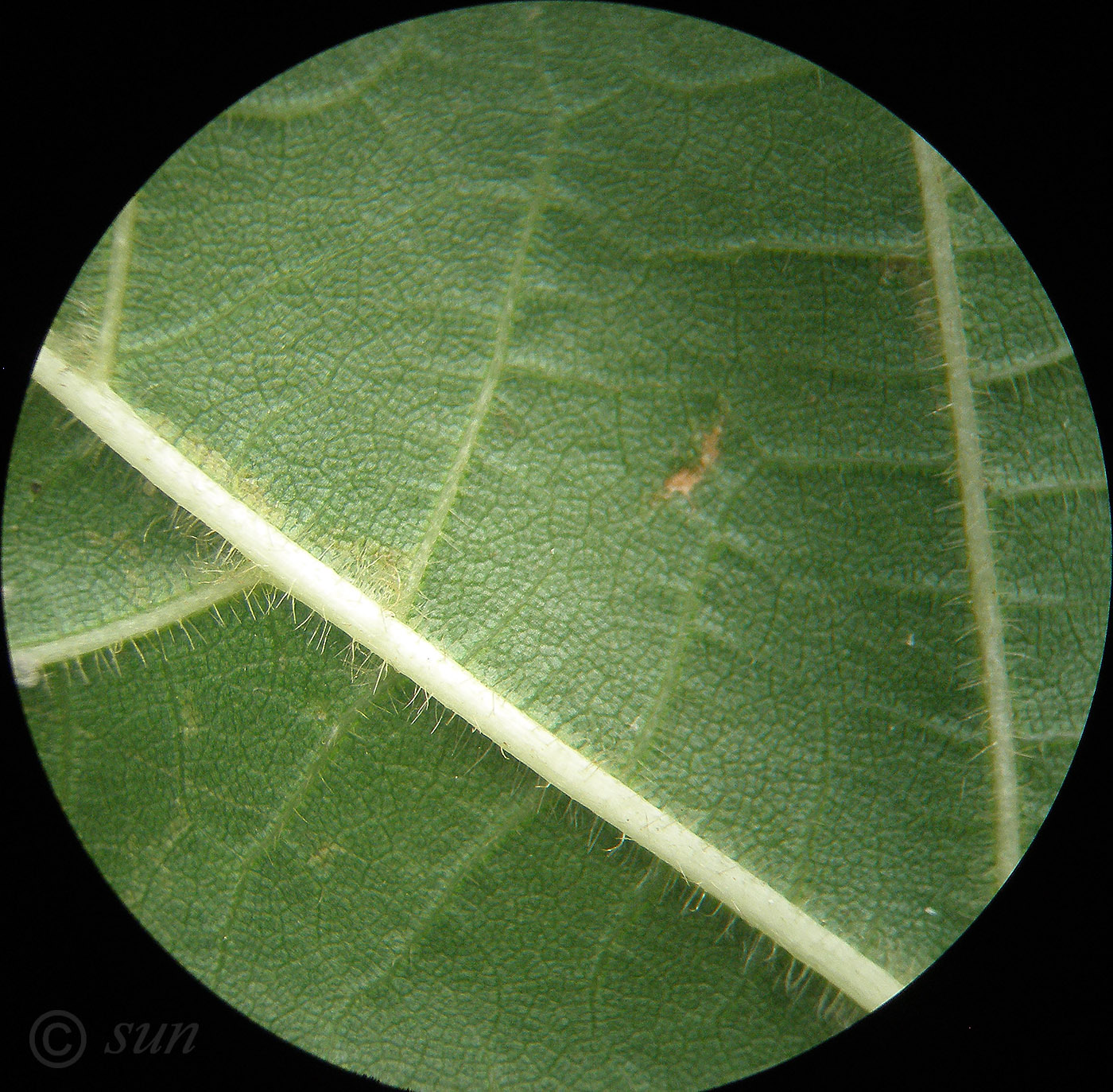 Image of Tilia platyphyllos specimen.