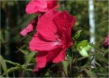 Hibiscus × hybridus