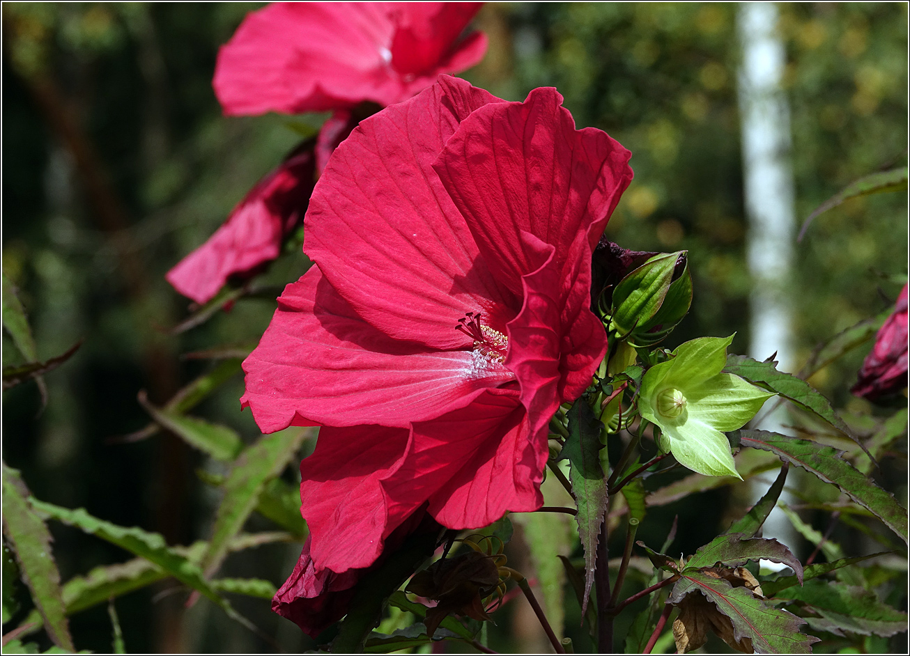 Image of Hibiscus &times; hybridus specimen.