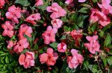 Impatiens walleriana. Цветки и листья. Ярославская обл., г. Ярославль, в культуре. 02.07.2024.