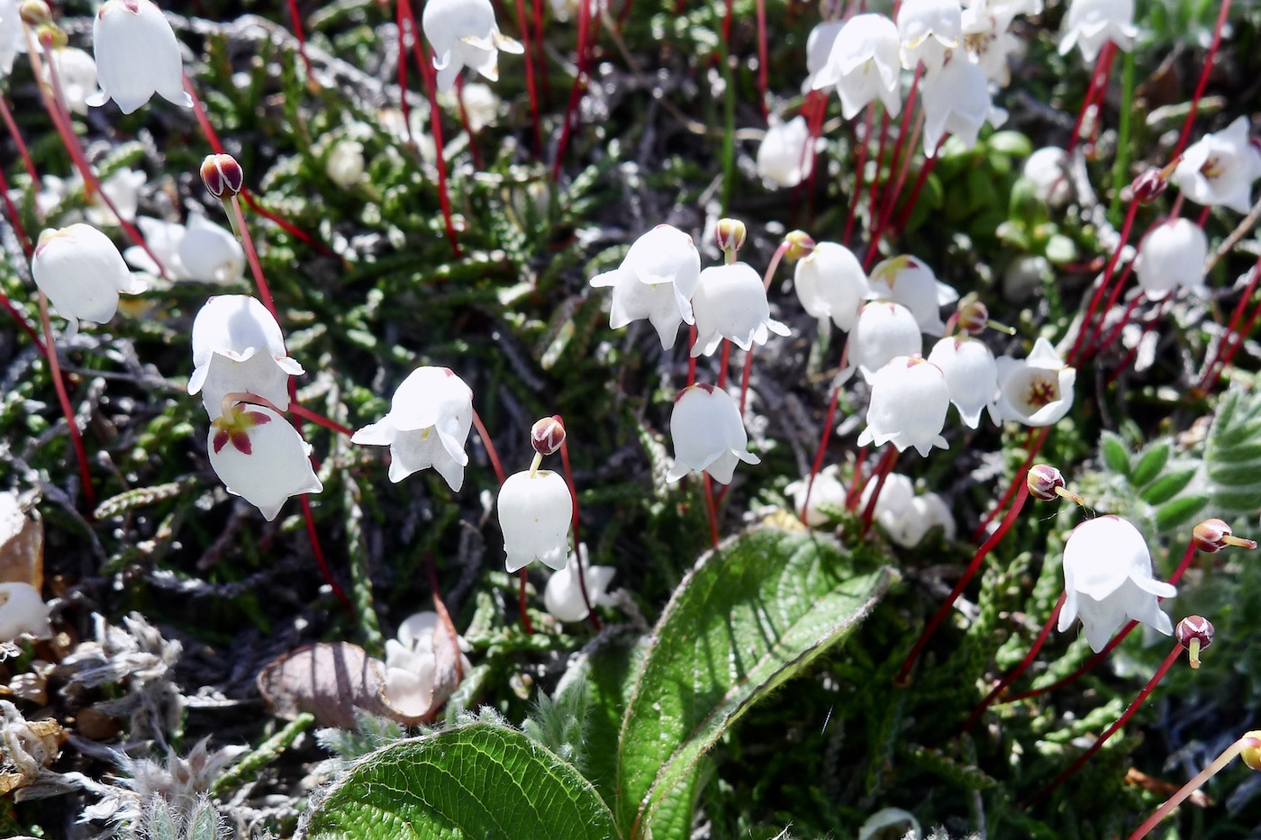 Изображение особи Cassiope lycopodioides.