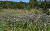 Symphyotrichum novi-belgii. Аспект цветущих растений. Московская обл., Дмитровский гор. округ, долина р. Волгуша, луг на опушке смешанного леса. 31.08.2024.