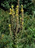 Verbascum densiflorum. Соцветия и соплодия. Московская обл., окр. г. Железнодорожный, долина р. Чёрная, берег реки, у дороги. 26.08.2024.