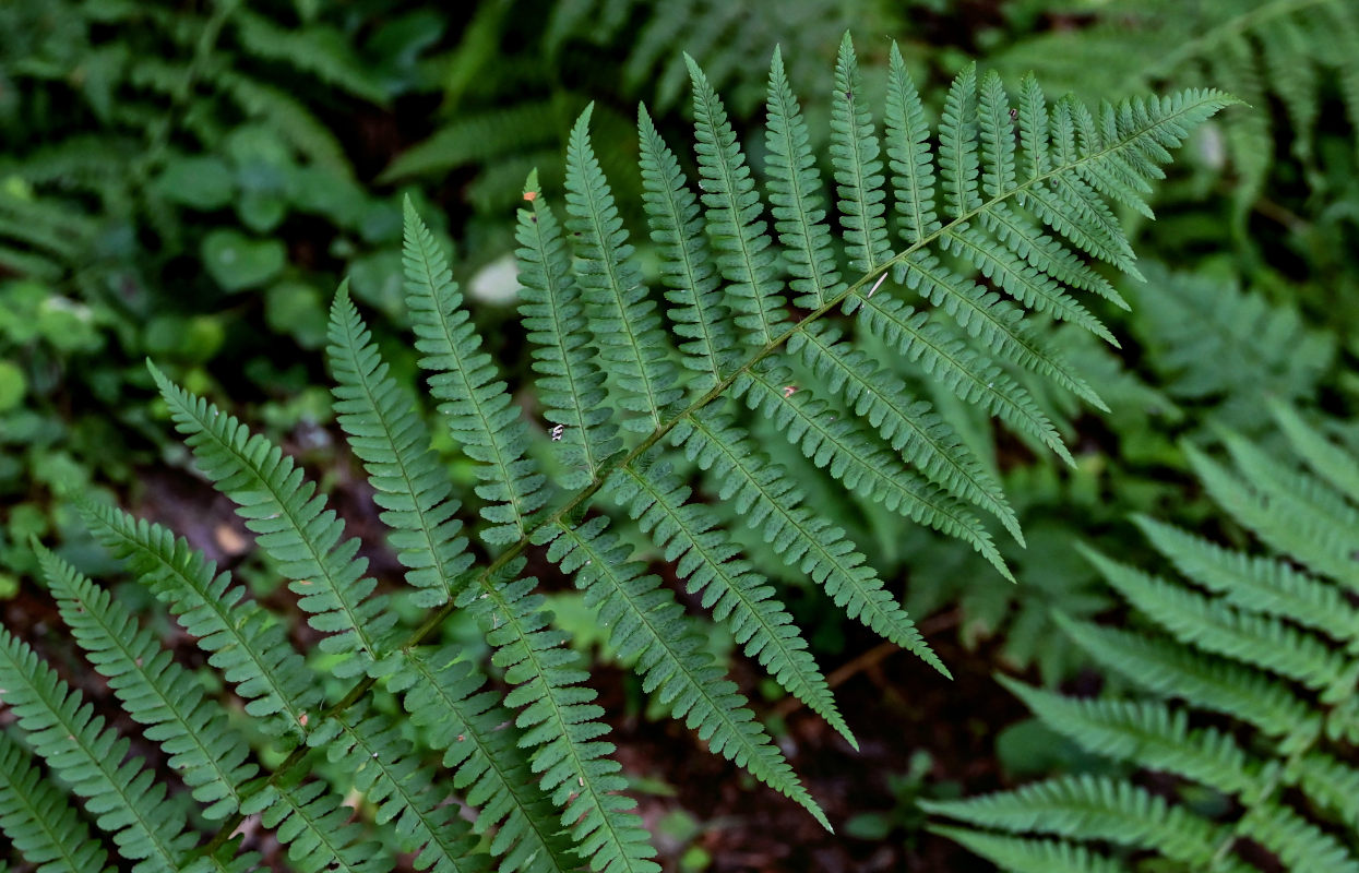 Изображение особи Dryopteris filix-mas.