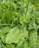 Doronicum macrophyllum