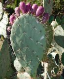 Opuntia discata