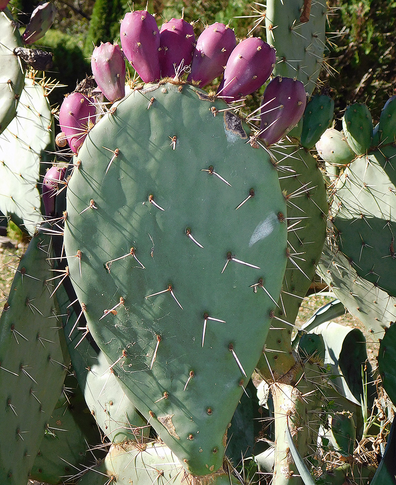 Image of Opuntia discata specimen.