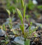 genus Myosotis