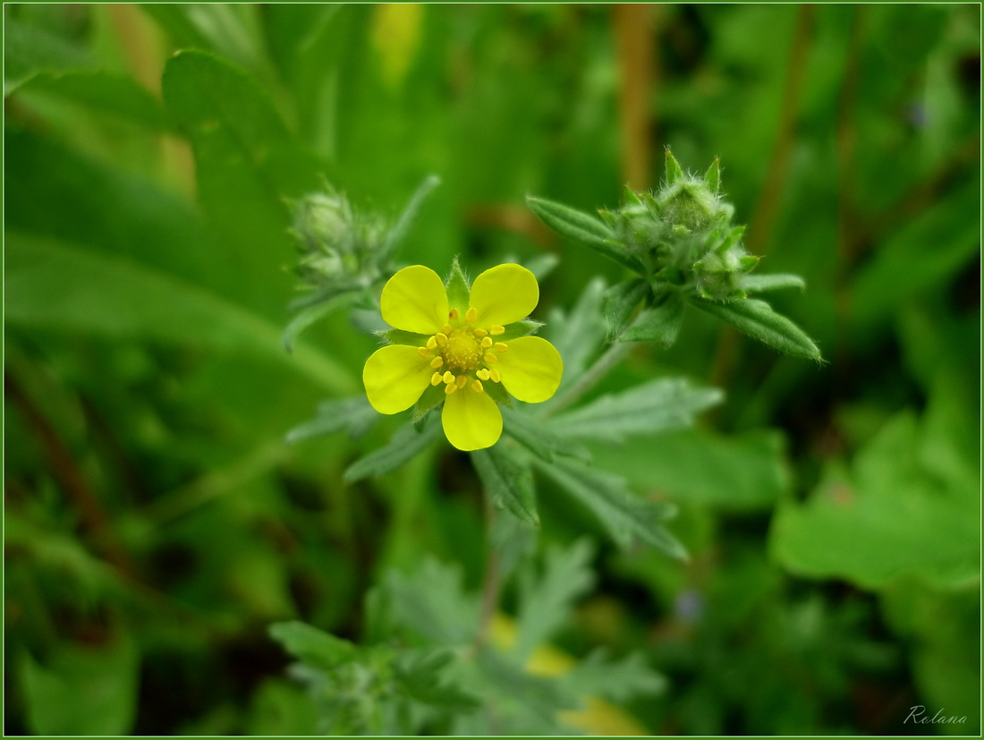 Изображение особи Potentilla argentea.