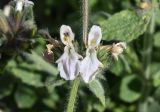 Stachys hissarica