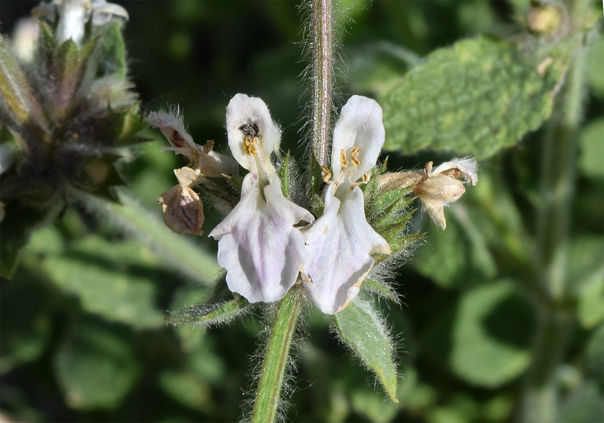 Image of Stachys hissarica specimen.