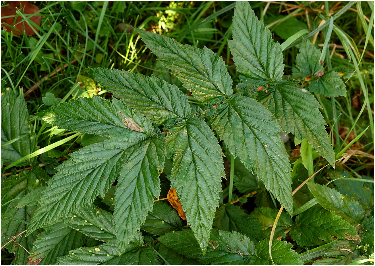 Image of Filipendula ulmaria specimen.