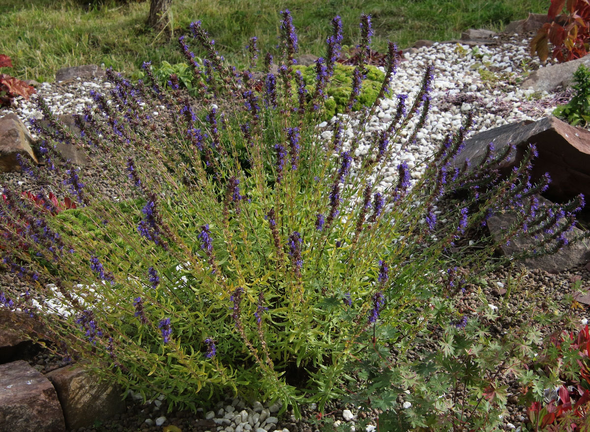 Image of Hyssopus officinalis specimen.