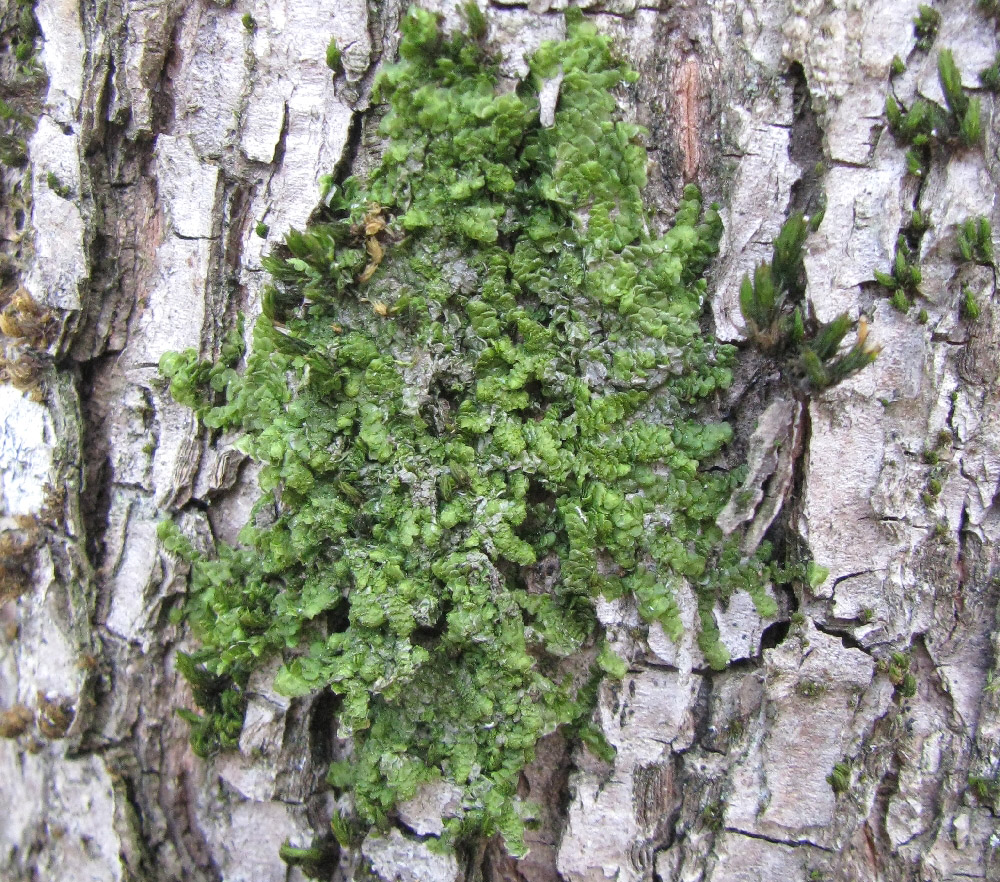 Image of Radula complanata specimen.