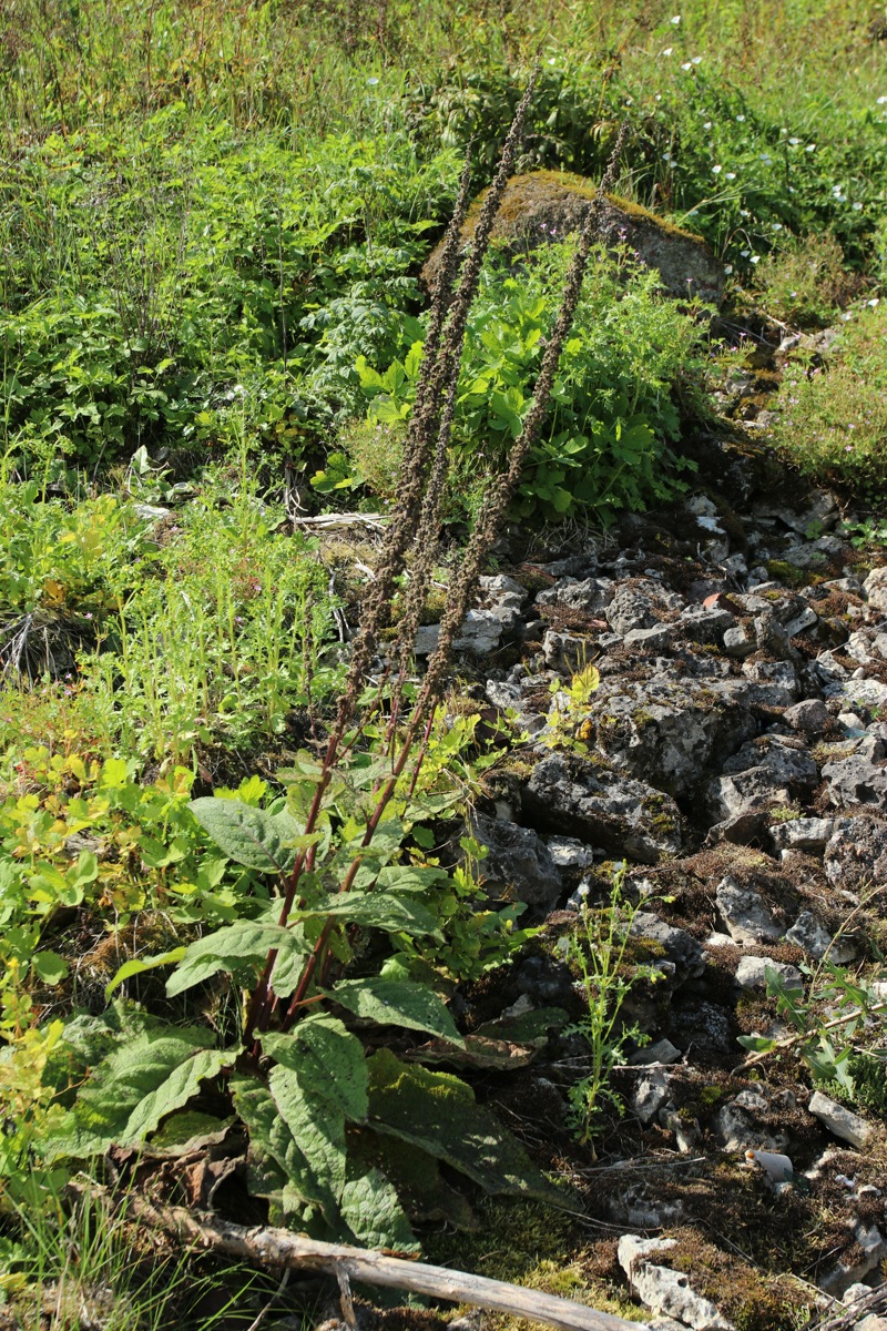 Image of Verbascum nigrum specimen.