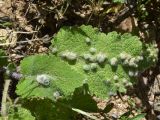 Salvia sclarea